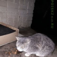 Фото: найдена кошка «Найдена кошка серого цвета, гладкошерстная...» в г. Красногорск